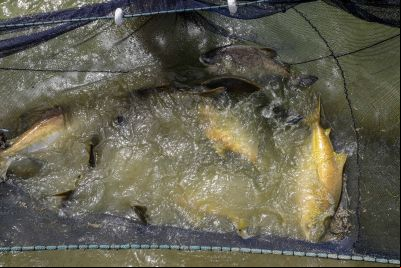 notícia: Fapespa prorroga período de submissão para Programa Jovem Cientista da Pesca Artesanal