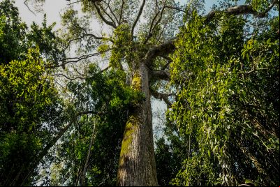 notícia: Em parceria com o BID, Iniciativa Amazônia+10 lança programa de residência na Amazônia Legal